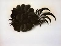 O Keeffe, Georgia - Eagle Claw and Bean Necklace